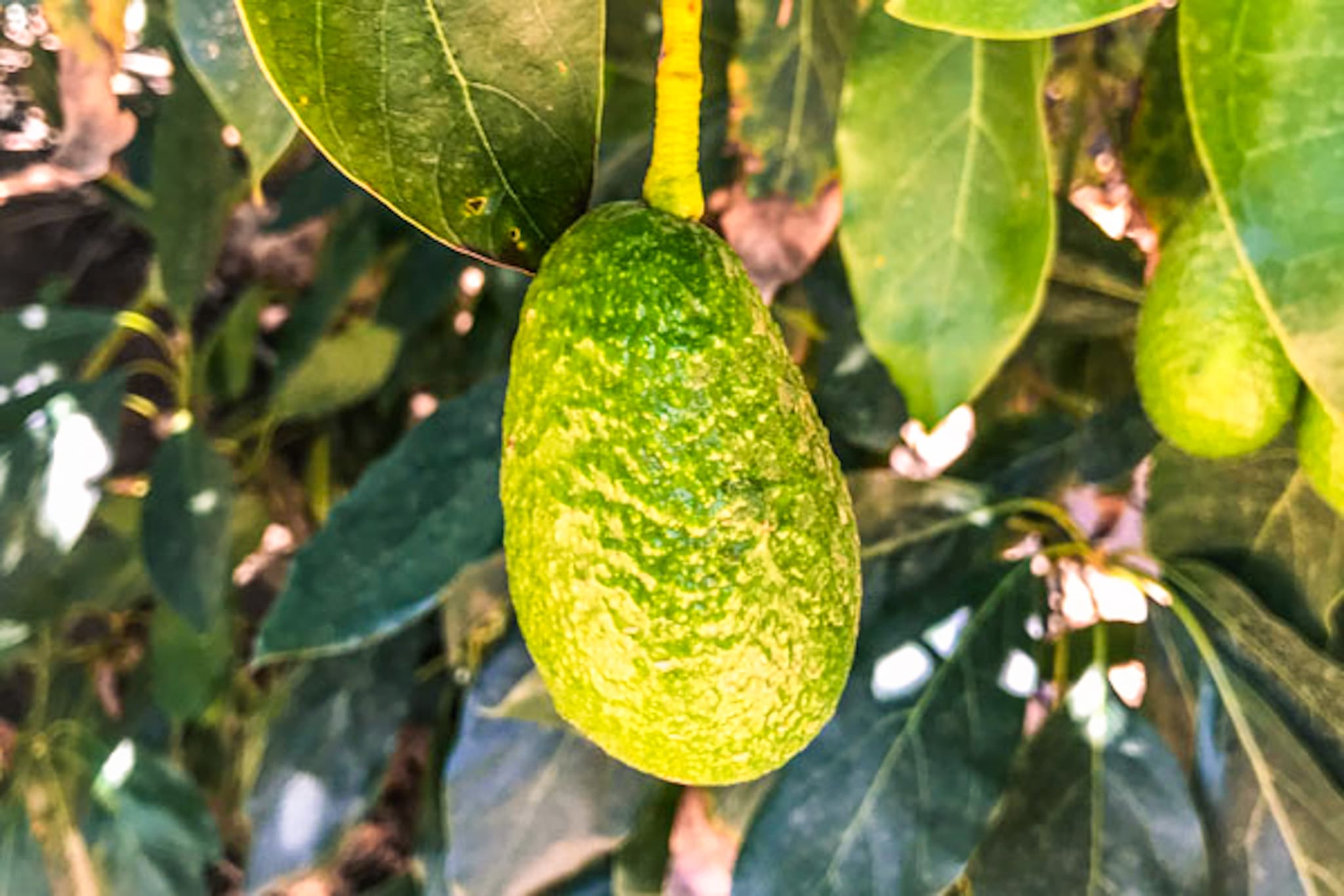 Primer plano de palta madura en árbol