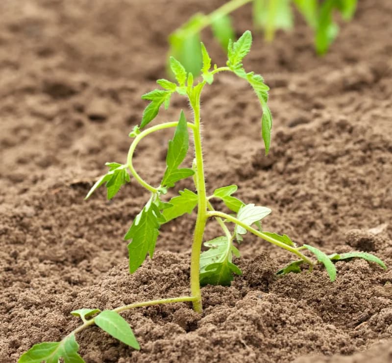 Brotes de tomate en tierra